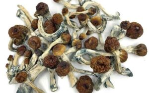 buy-psychedelics